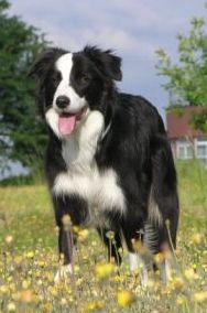 Bordercollie koer