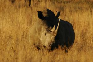 Pelajari tentang hewan raksasa ini.