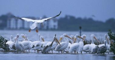 Опазване на дивата природа