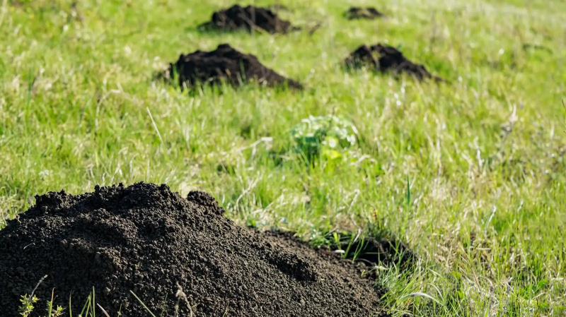 Как да разберете кое животно копае дупки в двора ви