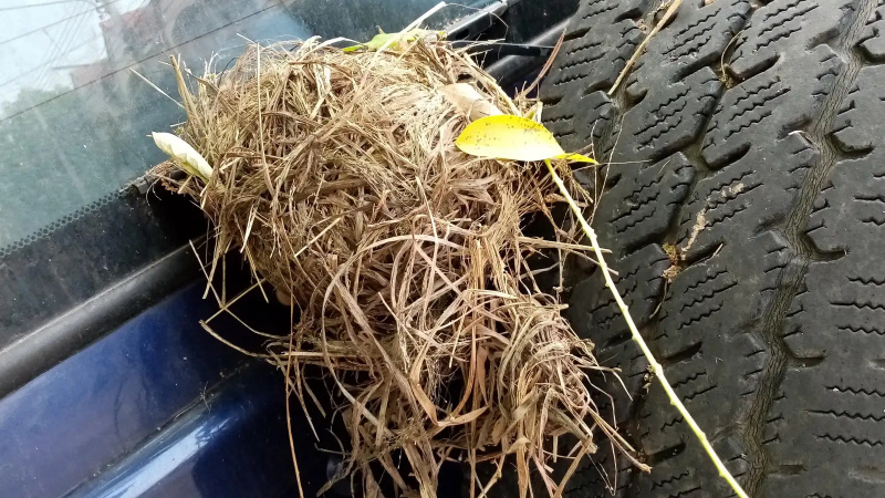 Slik kvitter du bilen for edderkopper, mus, maur og andre skadedyr